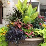 Best Outdoor Potted Plants For Las Vegas