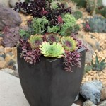 Large Succulent Plants For Outdoors