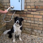 Outdoor Dog Wash Station With Hot Water